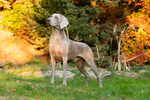 Thumbnail of Run To The Hills Just Weimaraner