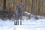 Thumbnail of Run To The Hills Just Weimaraner