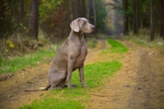 Thumbnail of Life Is An Illusion Just Weimaraner