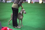 Thumbnail of Run To The Hills Just Weimaraner