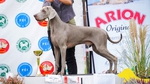 Thumbnail of Run To The Hills Just Weimaraner