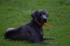 Thumbnail of Wiregrass Weims Jonah Blue