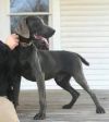 Thumbnail of Donner Dilbeck