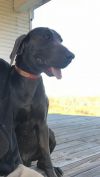 Thumbnail of Donner Dilbeck