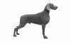 Thumbnail of Enjoy The Wind Just Weimaraner