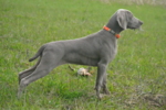 Thumbnail of Wynder's Gravity Is Optional