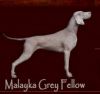 Thumbnail of Malayka Grey Fellow