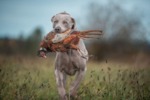 Thumbnail of Grey Velvet Weim Desiderius