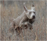 Thumbnail of Westweim's CJ Trax V Reiteralm