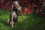 Thumbnail of Enjoy The Wind Just Weimaraner
