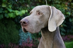 Thumbnail of Enjoy The Wind Just Weimaraner