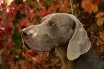 Thumbnail of Enjoy The Wind Just Weimaraner