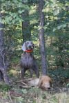 Thumbnail of  I Ceres Tosca vom Habichtswald