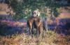 Thumbnail of  I Ceres Tosca vom Habichtswald
