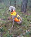 Thumbnail of  I Ceres Tosca vom Habichtswald