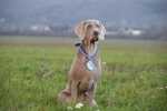 Thumbnail of BALDO MARLON LORD Tatra Rocket
