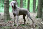 Thumbnail of Kriemhild vom Entenstrich