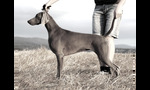 Thumbnail of Royal Weim Ruby Tuesday