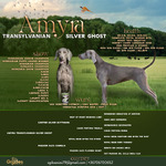 Thumbnail of Amyra Transylvanian Silver Ghost