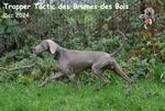 Thumbnail of Trapper Tactic des Brumes des Bois 