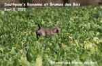 Thumbnail of Southpaw's Roxanne at Brumes des Bois