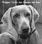 Thumbnail of Trapper Tactic des Brumes des Bois 