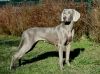 Thumbnail of Juicy La Viva Edelweims de la Claree