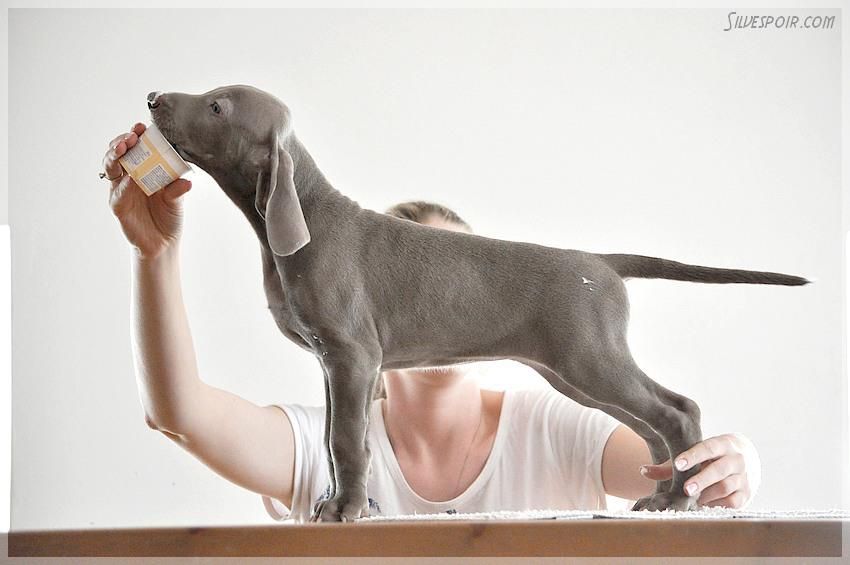 Thumbnail of Bentley Flanders Joy Silvespoir (AI)