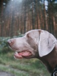 Thumbnail of Anson von Reersum