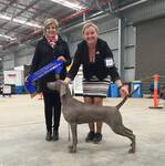 Thumbnail of Bromhund Free Fall